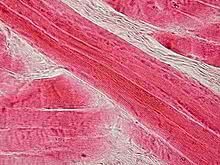 Tkiva človeškega telesa