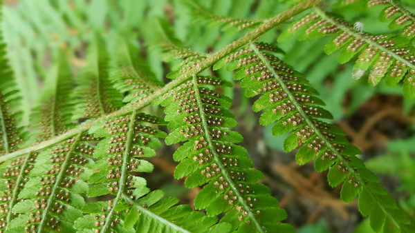 Note the serums on the underside of a fern leaf.