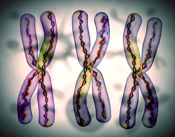 Cosa sono i cromosomi? Scopri la struttura e i tipi di cromosomi!