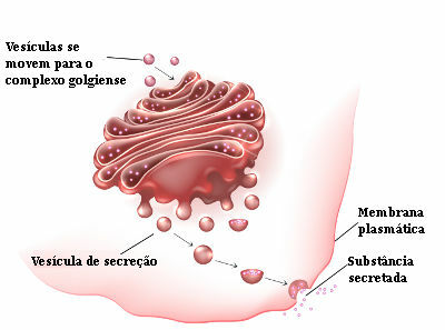 Zellsekretion und der Golgi-Komplex