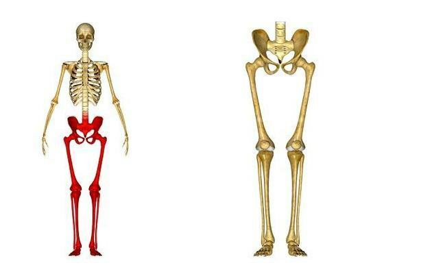 lower limbs of the human body