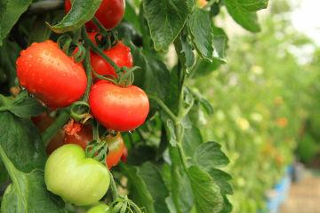 Pflanzen gehören zum Reich der Plantae