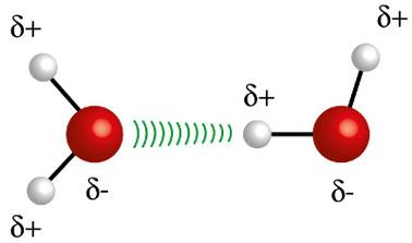 Атом водоника (бела сфера) једног молекула делује у интеракцији са кисеоником (црвена сфера) другог молекула воде