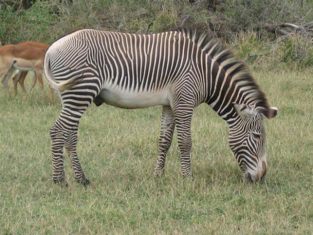 Grevyho zebra