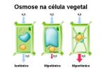 אוסמוזה: מה זה ואיך זה קורה בתא החי והצומח