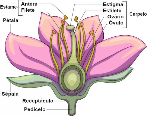 Note the main parts of a flower.
