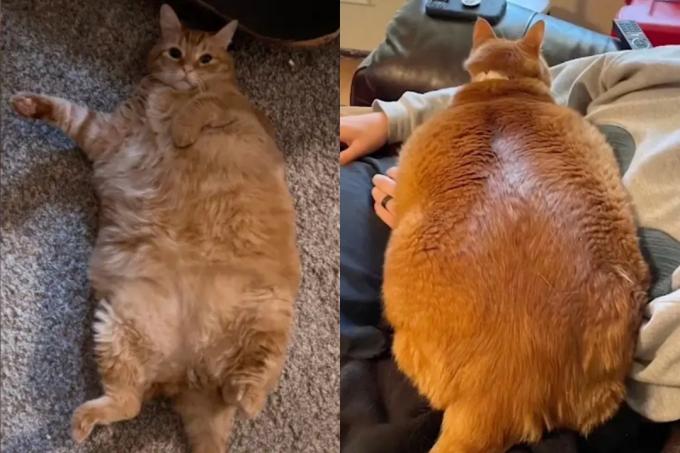 Mira cómo está el gato más obeso del mundo tras su adopción