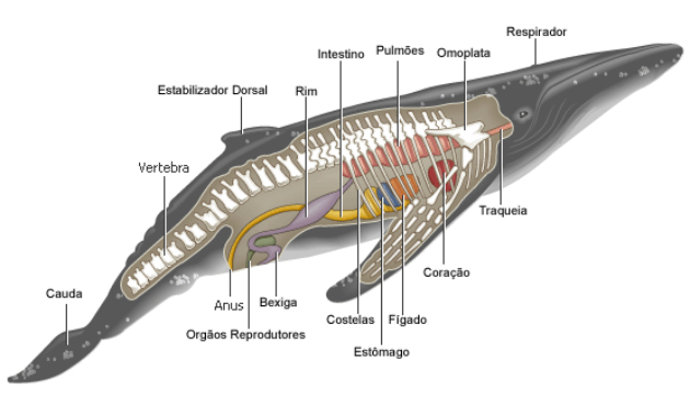 характеристики на гърбати китове