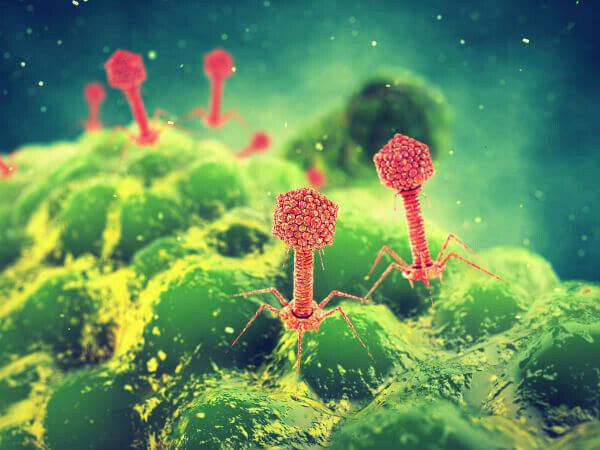 Bakteriophagenvirus ist ein Virus, das nur Bakterienzellen parasitiert.