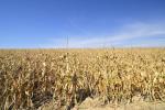 Klima og landbrug. Forholdet mellem klima og landbrug