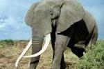 الفيل (عائلة Elephantidae)