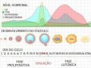 Ovulation and the Fertile Period