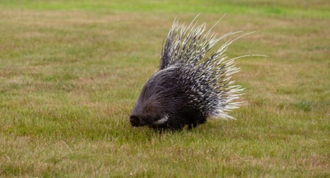 Porcupine: characteristics, food, threats