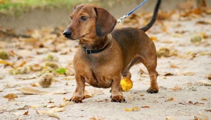 Познакомьтесь с 5 породами собак немецкого происхождения!