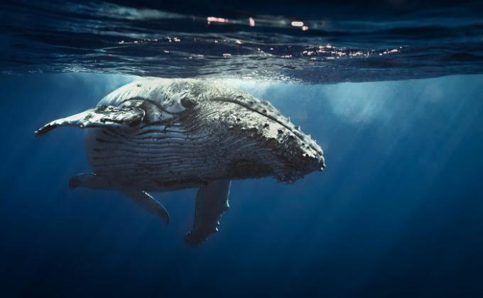 Walvissen kunnen zelfs duizenden kilometers van elkaar met infrageluid communiceren.