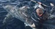 Fotografen fanger det øjeblik, han krammer en stor hvidhaj, mens han dykker