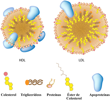structure des lipoprotéines