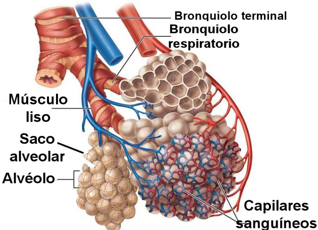 bronkioler