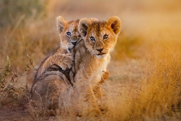 Lion cubs can be killed by males that invade the group.