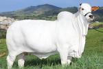Millionaire cow: animal does skin care and is valued at R$ 21 million