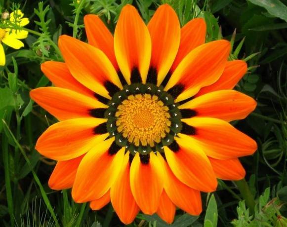 simetriška gėlė 