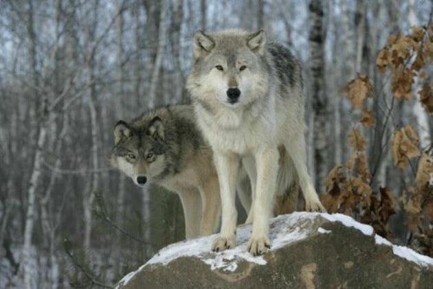 Loups: caractéristiques et espèces