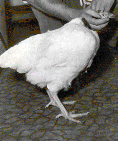 Mike bol kura, ktoré žilo 18 mesiacov bez hlavy *