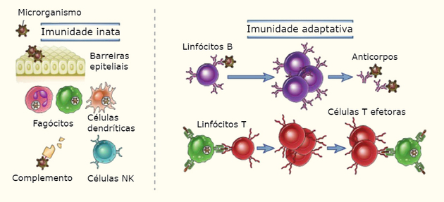 types of immunities