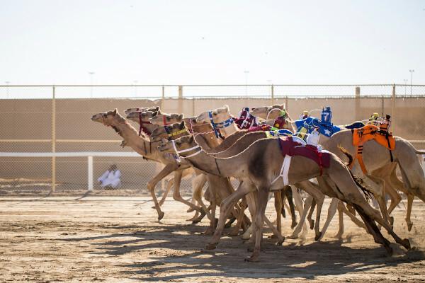 Camel racing in Qatar.