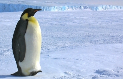 Pingviner bor bare på planetens sørpol