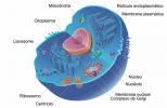 Разлике и сличности између животињске ћелије и биљне ћелије