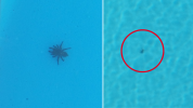 Danger: Deadly venom spiders have started to appear in swimming pools in Australia