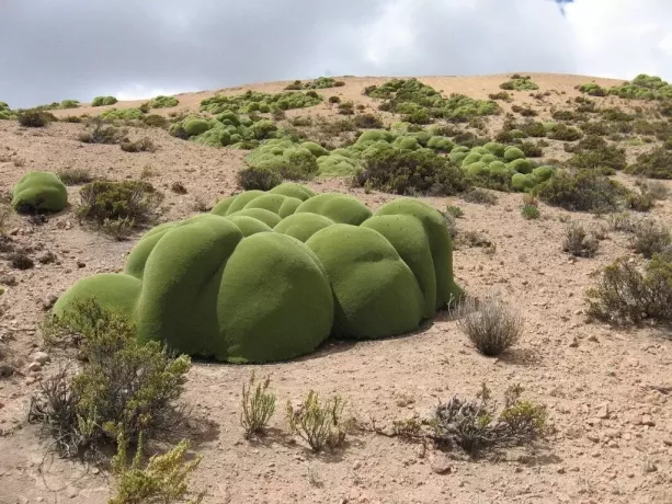 В чилийских горах древнее растение, которому более 3000 лет, сопротивляется времени