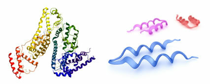 Protein denaturation phenomenon