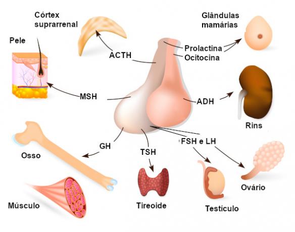 Op de afbeelding is het mogelijk om de hormonen te zien die door de hypofyse worden uitgescheiden en waar ze werken.