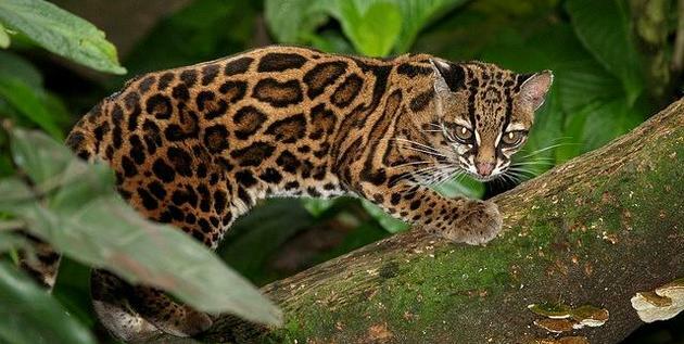 Hotade djur i Amazonas skogen