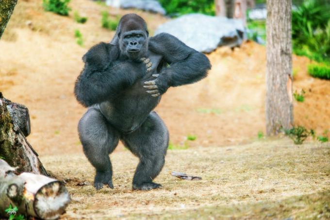 Gorila: ciri, jenis, habitat, makanan