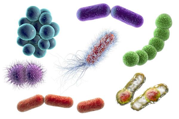 Bakteri adalah organisme prokariotik yang merupakan bagian dari kerajaan Monera.