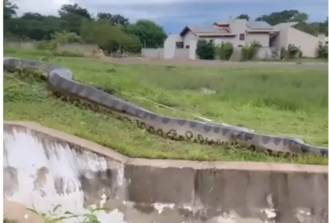 Mato Grosso do Sul의 Bonito 주민들에게 가까이 다가가는 거대한 아나콘다
