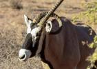 Рядка антилопа с врат, наранен от собствения си рог: рядкост в природата