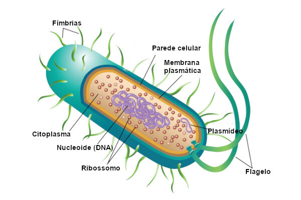 Look at the basic structure of a bacterium.