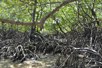Afbeelding van vegetatie in de mangrove