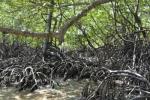 Mangrove: types, vegetation and fauna
