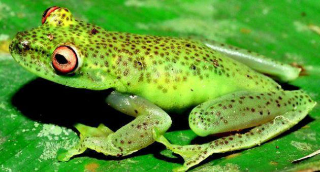 Зелена фимбрија дрвена жаба