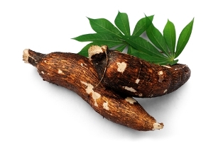 Manihot esculenta er det vitenskapelige navnet på kassava, også kalt kassava og kassava