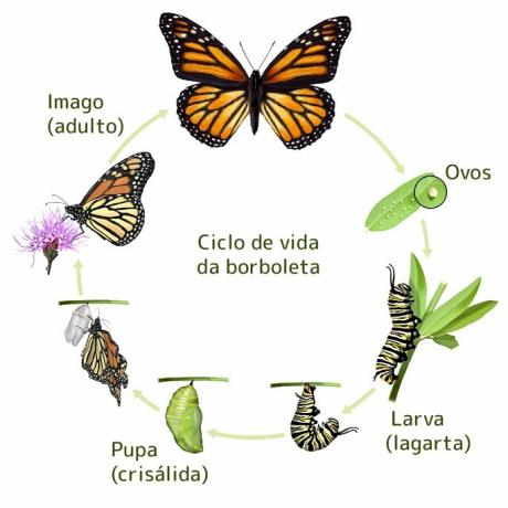 دورة حياة الفراشة