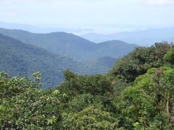 Foto der Vegetation des Atlantischen Waldes