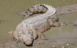 Atšķirība starp aligatoru un krokodilu (un to īpašībām)