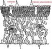 Stomatoes. Structure and classification of stomata