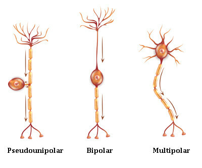 الأنواع الرئيسية للخلايا العصبية الموجودة